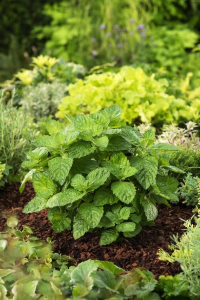 М’ята перцева Грейпфрутова в ландшафті